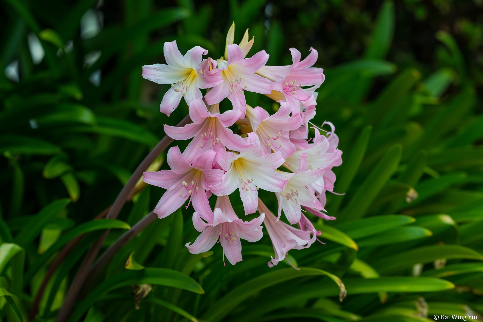 當眼睛開始褪色