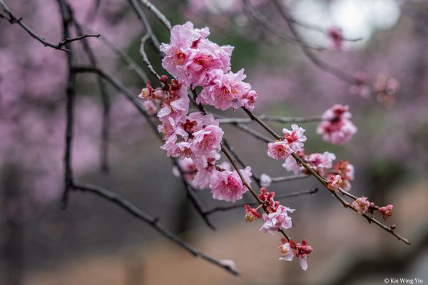 櫻花時節