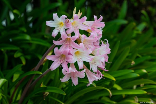 當眼睛開始褪色